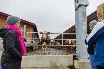 3 Personen im Gespräch, dahinter Kühe in einem Laufstall im Freien