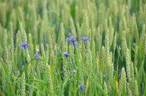 Blaue Kornblumen im Getreidefeld