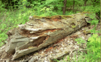 Biotopbaum Bizarrbaum