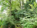 Naturwaldreservat Wasserberg 