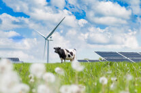 Kuh auf der Weide vor Solarpanels und einem Windrad 