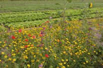 Bluehwiese mit Sonnenblumen.