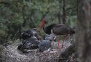 Storch mit Jungen im Nest