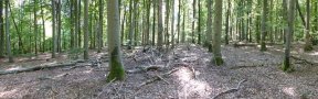 Wald mit liegendem Restholz "Schützen und Nutzen“ auf gleicher Fläche 