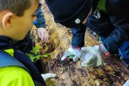 Kinder mit Lupenbecher in der Hand entdecken Kleinstlebewesen im Wald