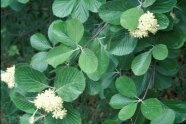 Blätter und Blüten einer Mehlbeere