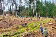 Auf der gesamten Fläche wurden über 3000 Bäume gepflanzt