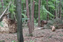 Umgeworfene Bäume im Wald