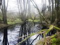 Naturbelassener Auwald mit Wasserfläche