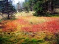 Lebensraum Hochmoor - Fichtelgebirge