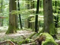 200-jähriger Eichenwald 