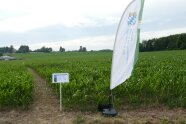 Beach-Flag steht vor Maisfeld