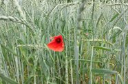 Mohnblume in Getreidefeld