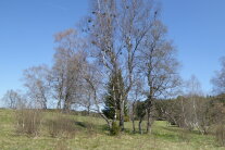 Mehrere kahle Moorbirken stehen auf einem Feld