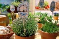 Thymian in Pflanztopf mit Stecker mit der Aufschrift "Geprüfte Qualität Bayern"