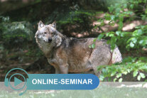 Wolf auf einer Waldlichtung, Schriftzug Online-Seminar