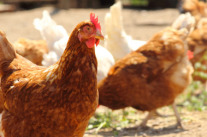 Huhn 